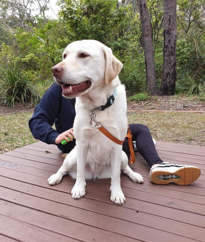 Congratulations to Dr Jenny and her Labrador, PopCorn!