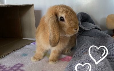 The latest in rabbit vaccination protection