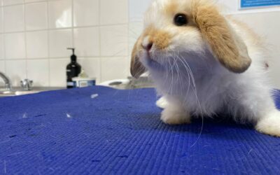 The latest in rabbit vaccination protection