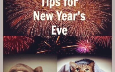 Pet safety tips for New Years Eve