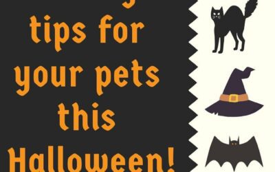 Safety tips for our pets this Halloween