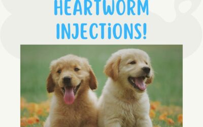 Free puppy heartworm injections