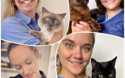 Special Event – Celebrating International Cat Day 2023