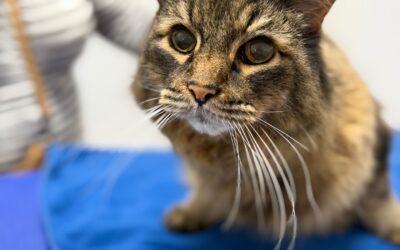 Understanding Hypertension in Cats – Causes, Risks, and Treatment
