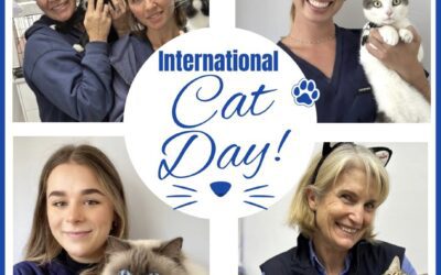 Celebrating International Cat Day 2026